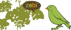 Zebi Baby